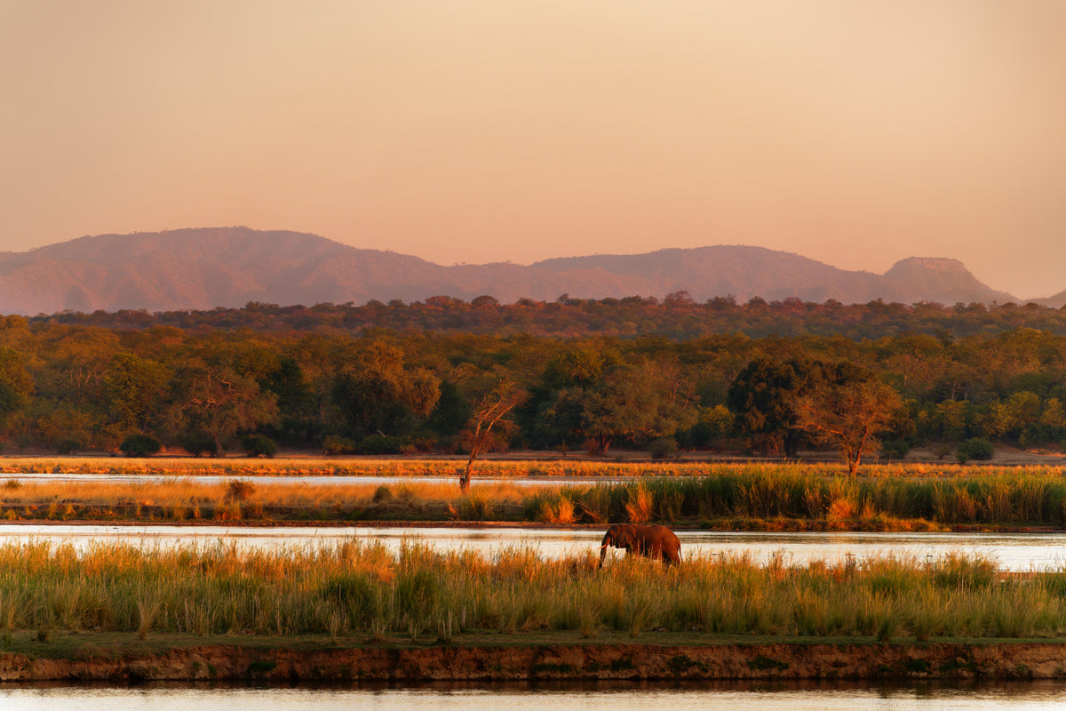 Elephant grazing in tall grass beside a river, with trees and distant mountains visible under warm evening light.